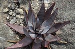 Aloe conifera Antsirabe V GPS233 Mad 2015_0089.jpg